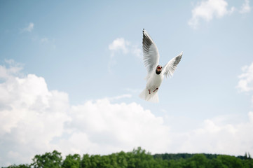 Seagull