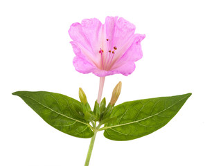 Mirabilis jalapa