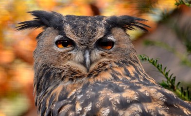 Uhu (Bubo bubo)