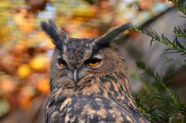 Uhu (Bubo bubo)