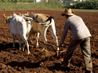 Paysan labourant avec des boeufs.