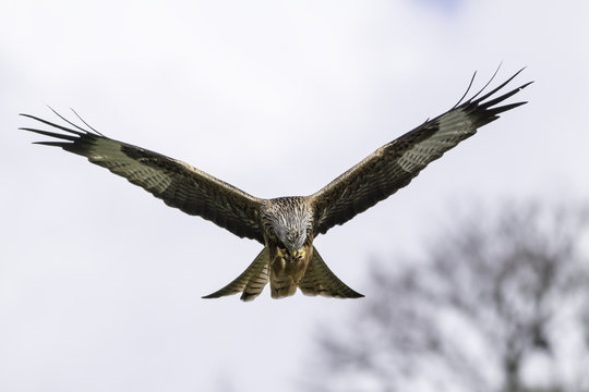Red kite (Milvus milvus) feeding in flight