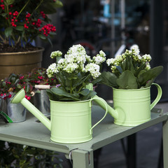 pot witn kalanchoe on white chair as decoration of the garden
