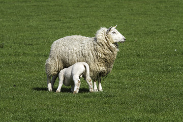 Ewe suckling a single lamb