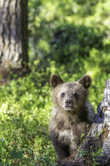 Brown bear cub (Ursus  arctos) watchful in the forest