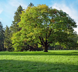 Fototapeta na wymiar Big oak