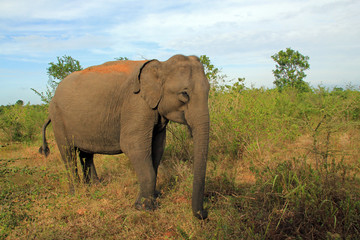 Naklejka na ściany i meble Lankesian Elephant, Uda Walawe, Sri Lanka.