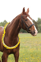 Obraz premium Portrait of chestnut horse with dandelion circlet