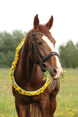 Fototapeta premium Portrait of chestnut horse with dandelion circlet