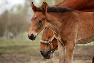 Naklejka na ściany i meble Brown cute foal portrait with his mother