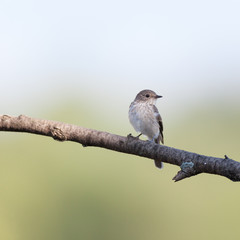 Spotted Flycatcher (Muscicapa striata)