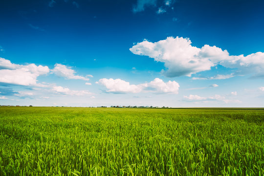 Green Wheat Ears Field, Blue Sky Background