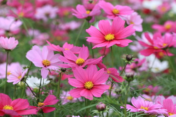 Cosmos flowers and buds