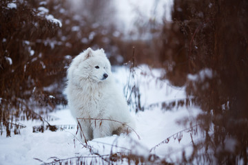 Large shaggy dog sitting on the snow