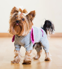 Yorkshire Terrier dog in overcoat