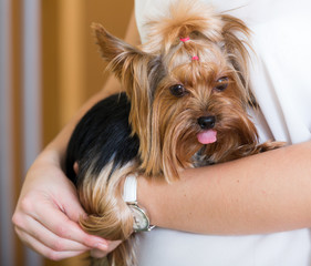 Female owner holding Yorkshire Terrier dog