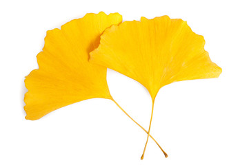 ginkgo leaf © Scisetti Alfio