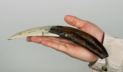 Sabor-toothed Tiger tooth.