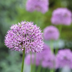 Fototapeta premium Alium Giganteum