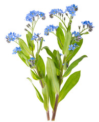 Fototapeta premium myosotis
