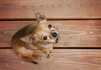 cute chihuahua on a wooden deck