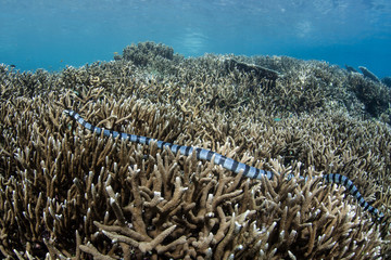 Banded Sea Snake on Reef
