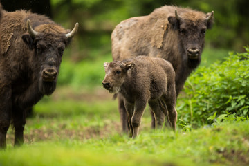 Fototapeta premium European bison (Bison bonasus)