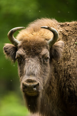 European bison (Bison bonasus)