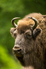 Fototapeta premium European bison (Bison bonasus)