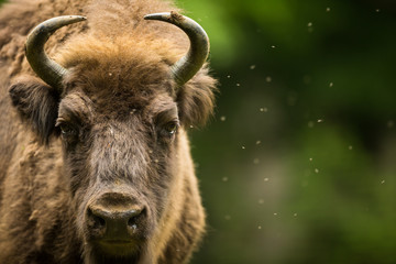 Europese bizon (Bison bonasus)