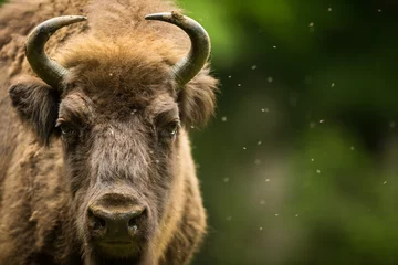 Fotobehang Bizon Europese bizon (Bison bonasus)