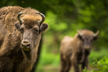 Fototapeta premium European bison (Bison bonasus)