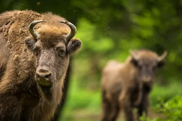 Wandcirkels tuinposter Europese bizon (Bison bonasus) © lightpoet