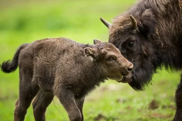 Rolgordijnen Europese bizon (Bison bonasus) © lightpoet