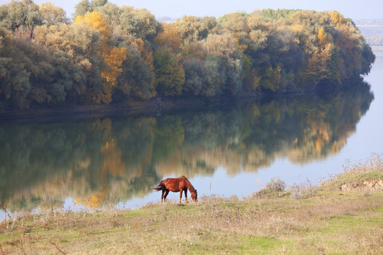 horese on the rivershore