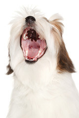 Lhasa Apso yawns on a white background