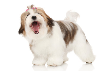 Lhasa Apso on a white background