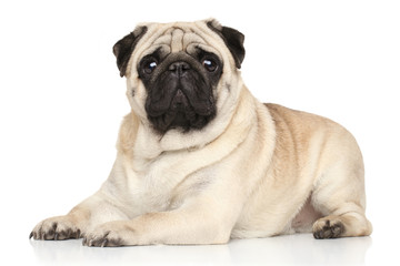 Pug lying on white background