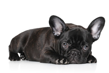 Black French bulldog puppy