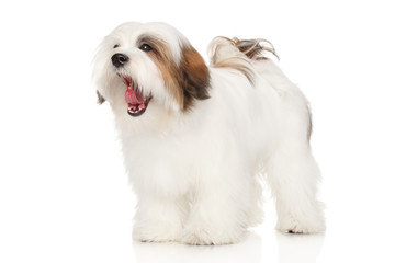 Lhasa Apso dog yawns