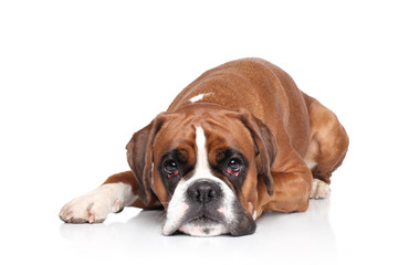 Boxer dog lying on white background