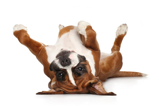 Boxer Dog Resting On White Background