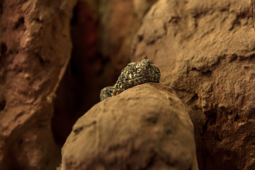 Lizard on the rock
