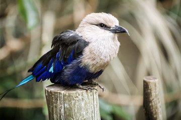 Blue-bellied roller