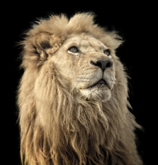 Lion Isolated On Black
