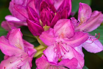 Blooming Rhododendron