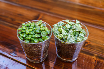 Little tree on table