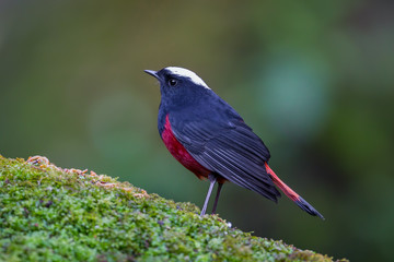 Obraz premium Side view of White-capped water redstart