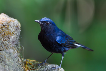 Close up of White-tailed robin (Cinclidium leucurum)