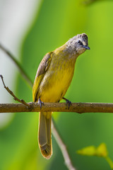 Flavescent Bulbul (Pycnonotus flavescens)  on the branch